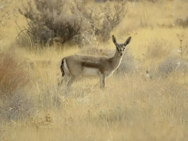یزدان پناه: آتش‌بُر در پارک ملی بمو ایجاد شده است