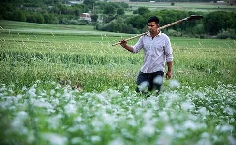 پیش‌بینی برداشت بیش از ۱۳ هزار و ۴۴۶ تن گشنیز از سطح مزارع همدان
