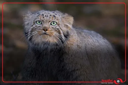 ثبت تصویر گربه پالاس در ارتفاعات استان سمنان
