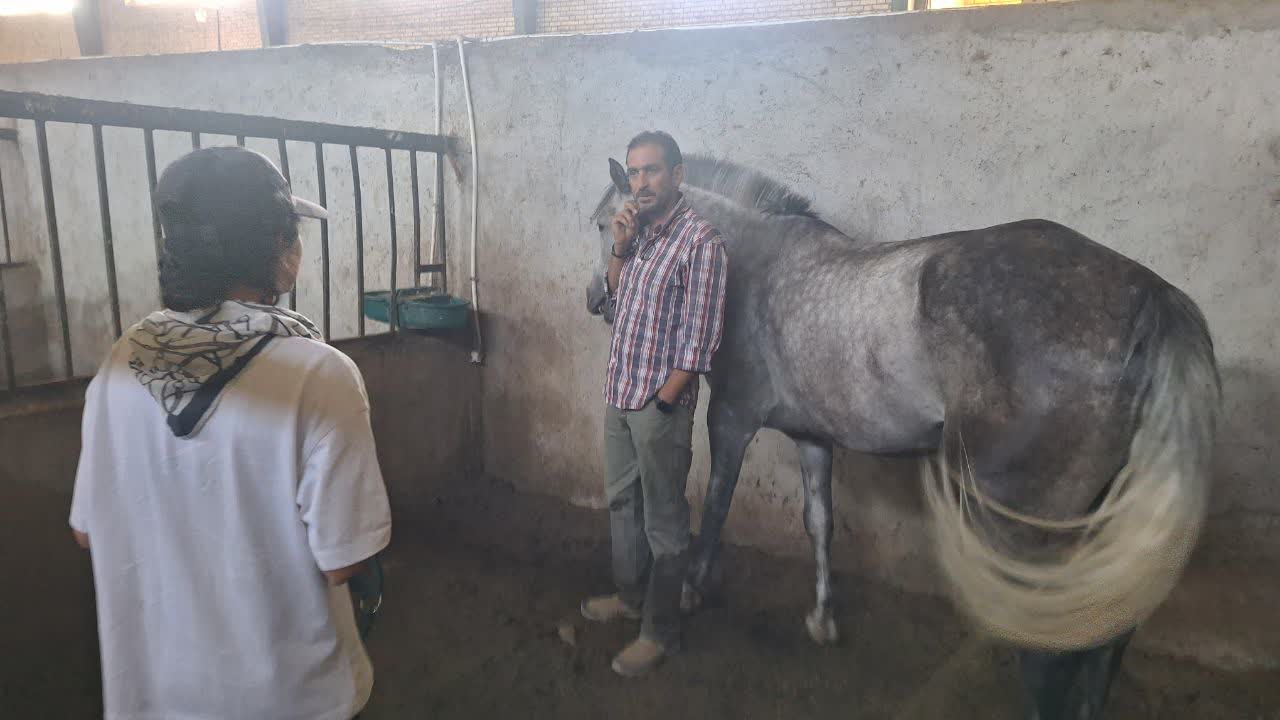 دوره تئوری وعملی مربیگری درجه سوارکاری در قزوین
