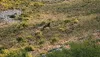 مشاهده خرس قهوه‌ای در مناطق حفاظت شده شمیرانات