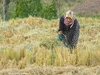 پیش‌بینی تولید ۱۴ هزار تن برنج سفید در قزوین / پایان برداشت شلتوک از ۳۸۰۰ هکتار شالیزار