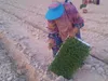 آغاز کشت نشاء گوجه فرنگی در مزارع شهرستان پارسیان