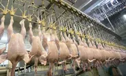 تولید بیش از 11 هزار تن گوشت مرغ طی 3 ماه تحت نظارت دامپزشکی قزوین