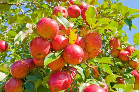 معرفی ظرفیتهای کشاورزی اشنویه در جشنواره سیب