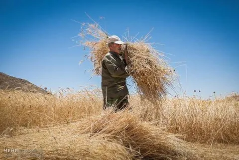 برداشت گندم از بیش از ۷۶ هزار هکتار اراضی آبی و دیم استان بوشهر