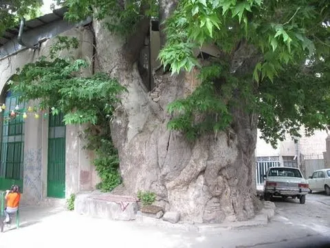 چنار و نارون‌های کهنسال ایران ثبت ملی می‌شوند