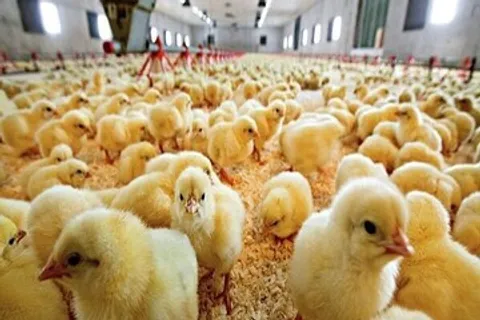 تحقق ۳ میلیون قطعه جوجه ریزی در مرغداری‌های میناب طی نیمه نخست سال