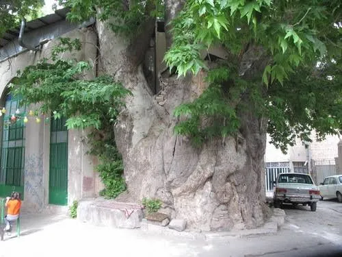 چنار و نارون‌های کهنسال ایران ثبت ملی می‌شوند