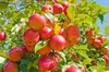 معرفی ظرفیتهای کشاورزی اشنویه در جشنواره سیب