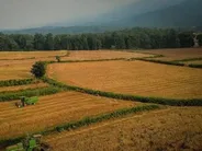 تولید محصولات کشاورزی کشور به ۱۳۷ میلیون تن رسید