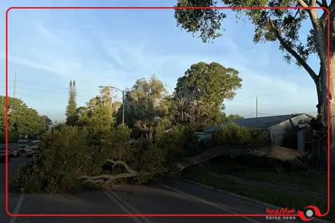 سقوط درخت غول‌پیکر در اندونزی ۴ مصدوم برجا گذاشت
