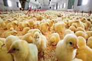 تحقق ۳ میلیون قطعه جوجه ریزی در مرغداری‌های میناب طی نیمه نخست سال