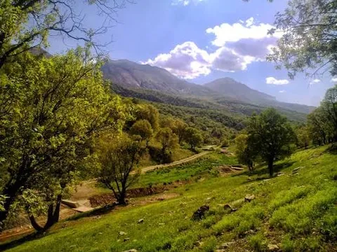 سند مدیریت پایدار جنگل‌های زاگرس تدوین شد