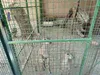 نجات ۲ کل‌چه بی‌پناه در بیستون/ مراقبت‌های تخصصی برای بازگشت به طبیعت آغاز شد
