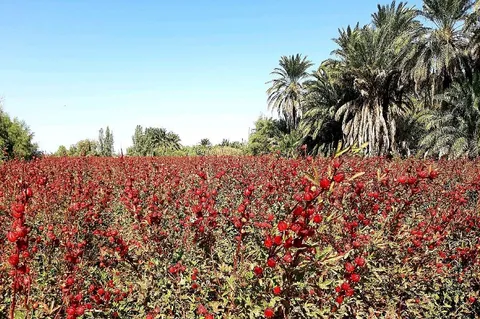 آغاز برداشت چای ترش از مزارع دشت آزادگان ‌