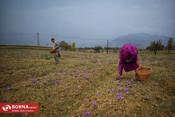 برداشت زعفران در کشمیر