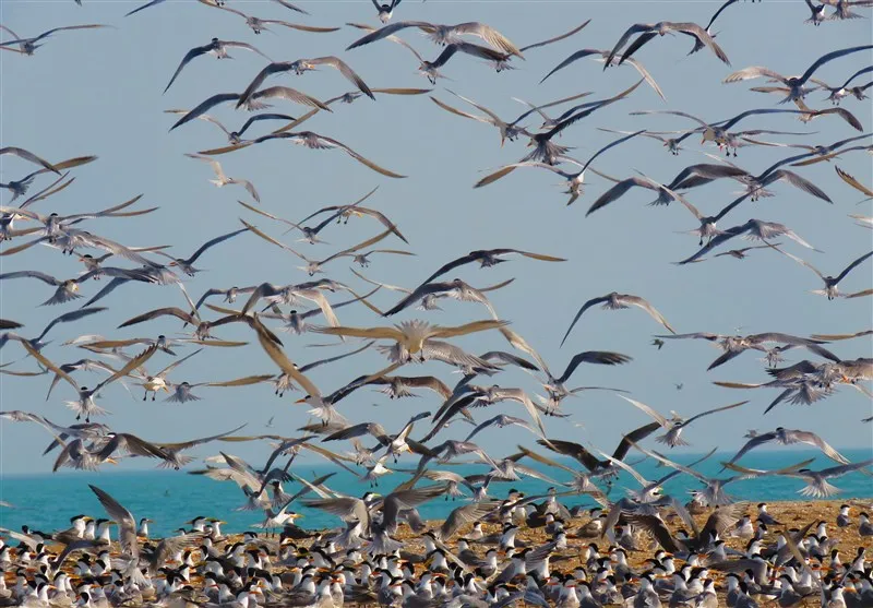 ورود بیش از ۱۳۴ هزار پرنده مهاجر به زیستگاه‌های استان بوشهر