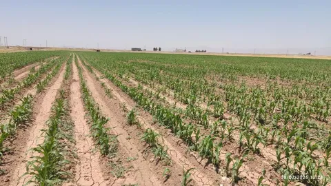پایش ۱۶ هزار هکتار از مزارع ذرت قزوین برای مهار برگ‌خوار پاییزه