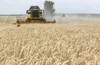 اعلام آمادگی مراکز خرید گندم و کلزا پلدختر برای خرید تضمینی از کشاورزان