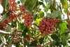 خسارت ۱۵ درصدی خشکسالی و قطعی برق به «طلای سبز» اردکان