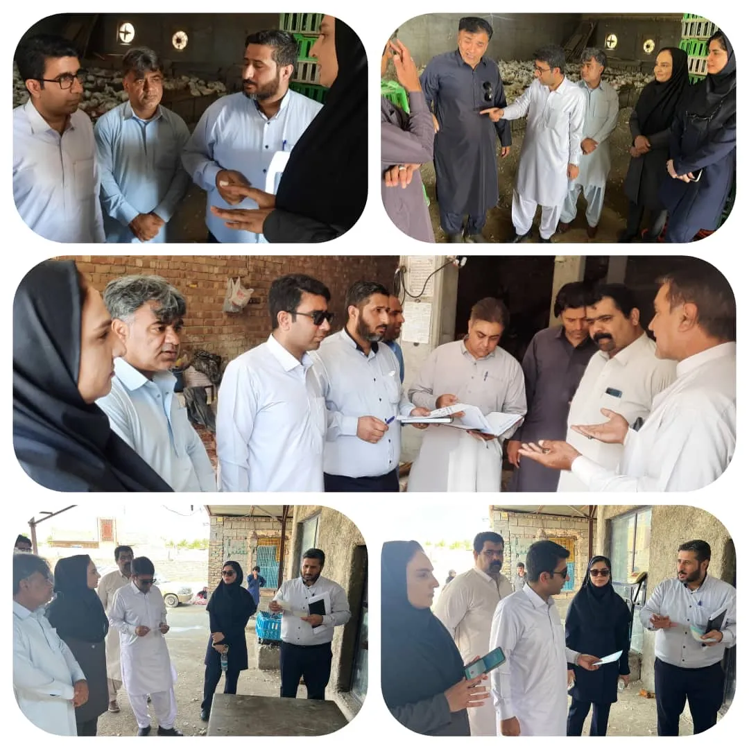 پایش میدانی بازار مرغ زنده در ایرانشهر؛ نظارت بر مراکز عرضه برای صیانت از حقوق مصرف‌کنندگان