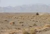 کاشت پنج هزار نهال در حاشیه منطقه پلنگ‌دره قم