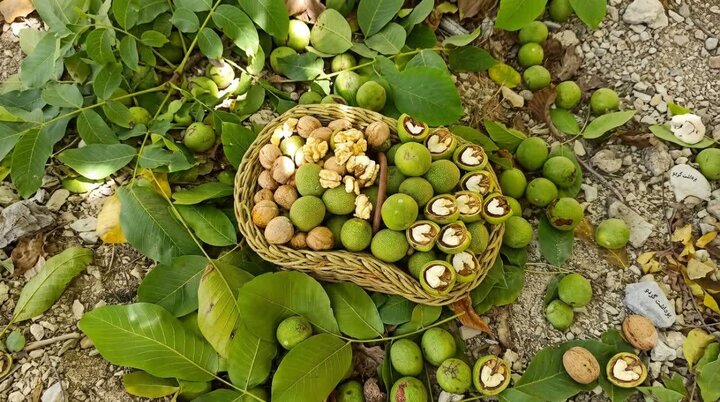 آغاز برداشت گردو از باغات قزوین؛ پیش‌بینی تولید بیش از ۶ هزار و ۵۰۰ تن