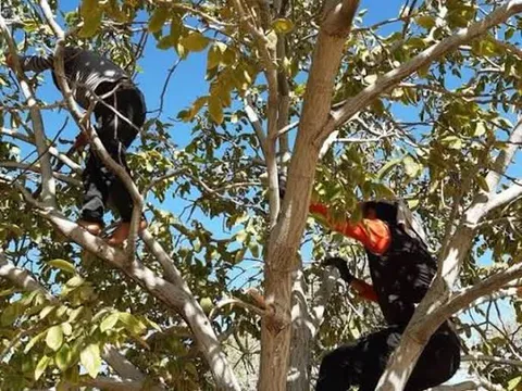 سقوط مرگبار از درخت  جان مرد ۵۰ساله را گرفت