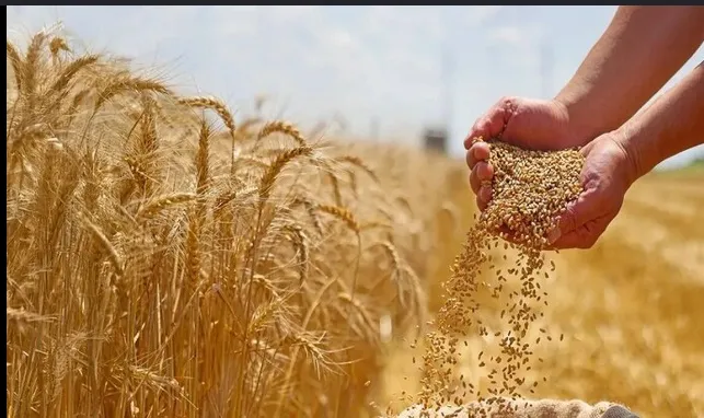 امنیت غذایی را نمی‌شود پشت میز تامین کرد