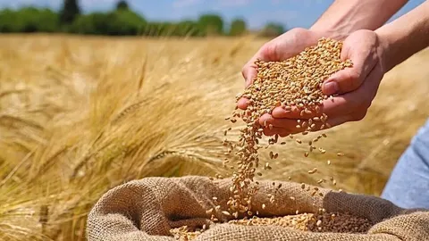 خرید تضمینی گندم از محل اوراق دولتی/پرداخت ۶۲ همت اعتبار به تولید دام و طیور