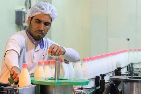 صادرات گاو شیری آزاد شد