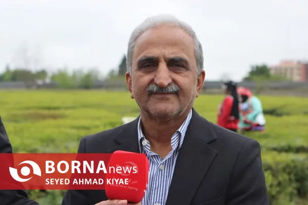 آیین برداشت چای بهاره