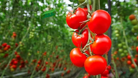 کنترل زیستی نماتد گوجه‌فرنگی با میکروارگانیسم‌های جهش‌یافته