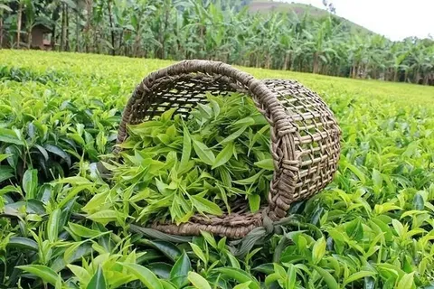 صادرات چای به صورت مشروط مجاز شد