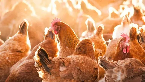 مرغداران دستورالعمل‌های تنش حرارتی را فوراً اجرا کنند