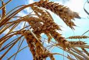 قیمت گندم به ۶۰ هزار تومان رسید؛ هشدار اتاق اصناف درباره بحران در زنجیره تأمین نان