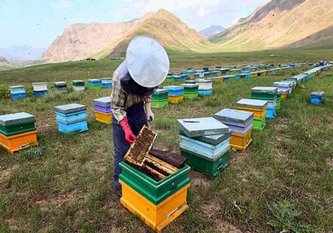 سرشماری سراسری زنبورستان‌های کشور از دوم آبان ماه امسال آغاز می‌شود