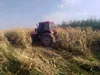 ۳۸ هکتار محصول ذرت کشت‌شده با آب‌های نامتعارف در شمال شرق شیراز امحا شد