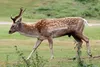 سرشماری گوزن زرد ‏ایرانی در بزرگترین زیستگاه طبیعی جهان