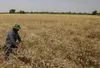 خرید تضمینی بیش از ۸۲۰ هزار تن گندم از کشاورزان گلستانی