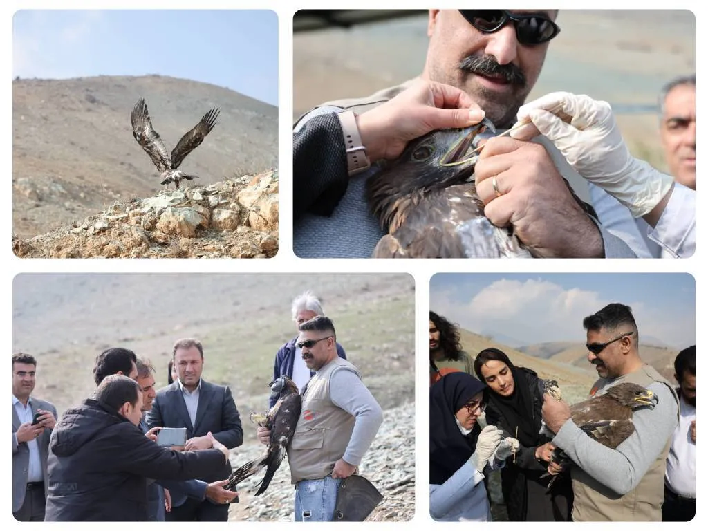 آغاز پایش تخصصی بیماری‌های حیات وحش در شمیرانات با همکاری محیط زیست استان تهران و دانشگاه تهران