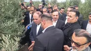 بازدید وزیر جهاد کشاورزی از یک واحد فرآوری زیتون در قزوین
