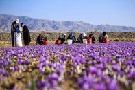 از خام‌فروشی تا ارزش‌آفرینی / روایت یک مسیر تازه برای توسعه خراسان شمالی