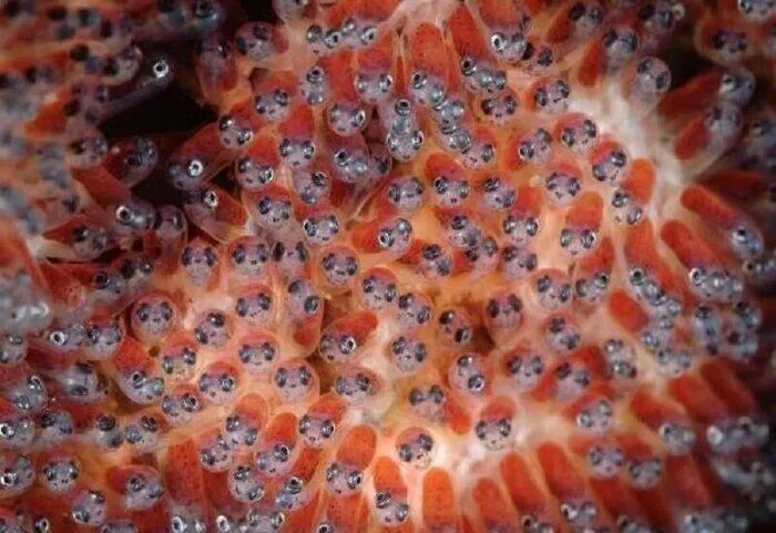 ورود یک میلیون و ۱۹۶ هزار قطعه تخم چشم‌زده ماهی قزل‌آلا به خمین