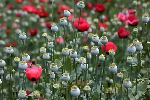 تولید شقایق الیفرا فقط در مناطق مشخص و تحت نظارت انجام می‌شود