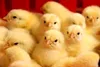 جوجه ریزی دو میلیون ۶۵۰ هزار قطعه در واحدهای مرغداری بستک