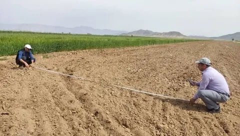 طرح کشاورزی همت آباد دشتی؛ رؤیایی که بعد از ۲۳ سال هنوز به ثمر نرسیده است