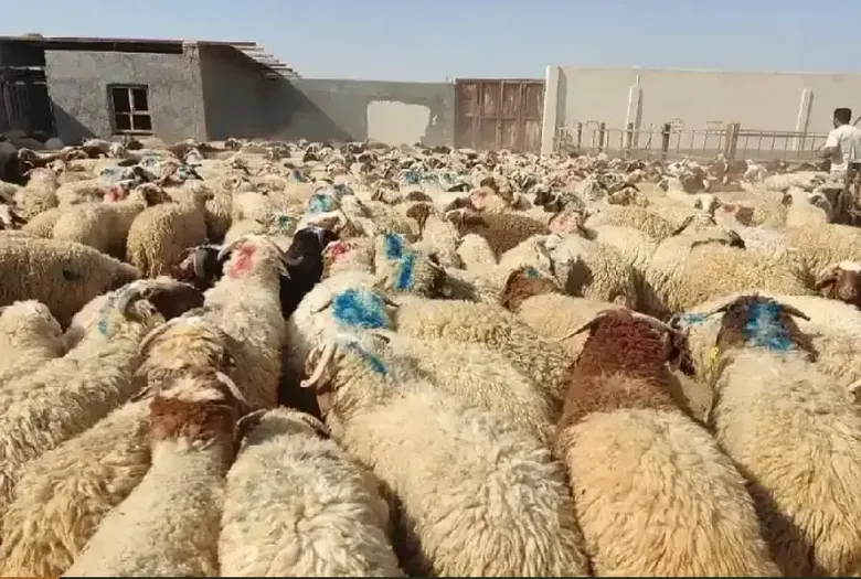 تحلیل بازار دام زنده در آستانه عید قربان /رونق نذورات اشتراکی با نرخ مصوب ۷۳۰ هزار تومانی +جدول