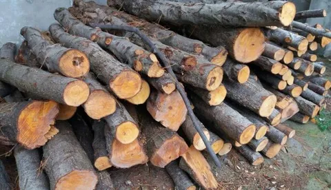 توقيف 9 تن محموله چوب جنگلي قاچاق در نور